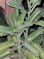 Kalanchoe laetivirens