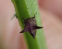 Acanthuchus trispinifer