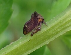 Acanthuchus trispinifer