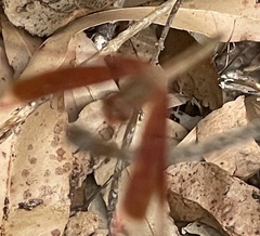 Neurothemis stigmatizans