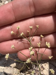 Eriogonum collinum