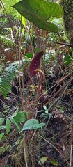Anthurium caramantae