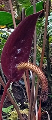 Anthurium caramantae