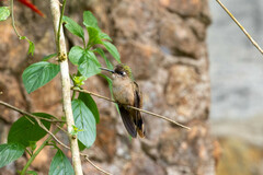 Anthocephala floriceps