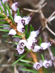Erica vagans