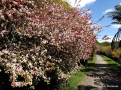 Malus floribunda