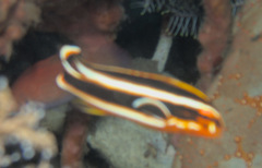 Plectorhinchus lessonii