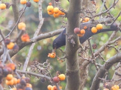 Turdus merula