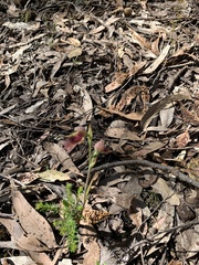 Calochilus