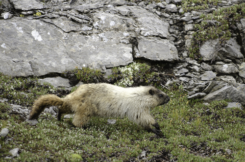Hoary Marmot