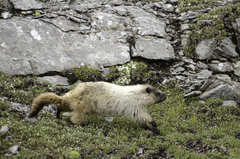 Hoary Marmot photo 5