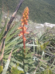 Sinningia allagophylla