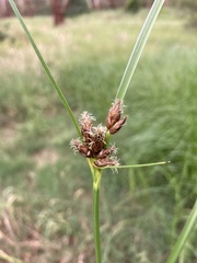 Bolboschoenus caldwellii