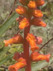 Sinningia allagophylla