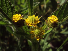 Lippia turnerifolia