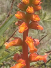Sinningia allagophylla