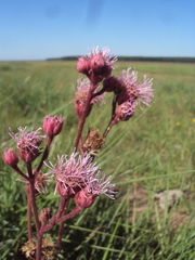 Campuloclinium macrocephalum