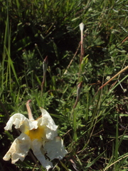 Mandevilla petraea