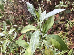 Ageratina glabrata