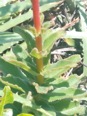 Sinningia allagophylla