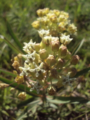 Asclepias mellodora