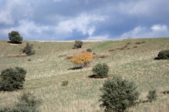 Ficus carica