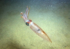 Alloteuthis media