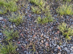 Crassula decumbens