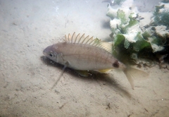 Diplodus annularis