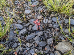 Crassula decumbens
