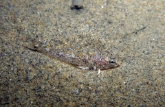 Pomatoschistus marmoratus