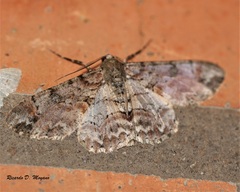 Iridopsis chalcea