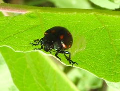 Leptinotarsa behrensi