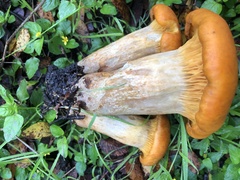 Omphalotus