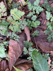 Geranium robertianum