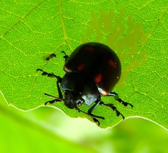 Leptinotarsa behrensi