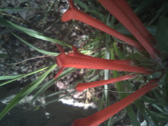 Bouvardia ternifolia