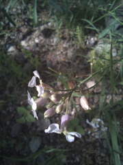 Hesperidanthus linearifolius