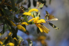 Acacia rhodoxylon