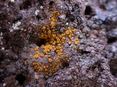 Candelariella