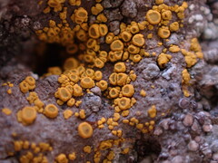 Candelariella