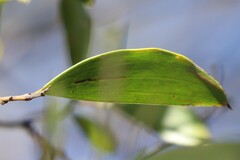 Acacia rhodoxylon