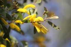 Acacia rhodoxylon