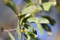 Acacia rhodoxylon