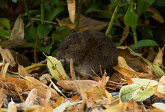Microtus pennsylvanicus