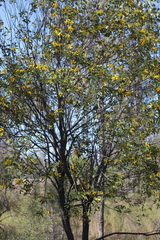 Acacia rhodoxylon
