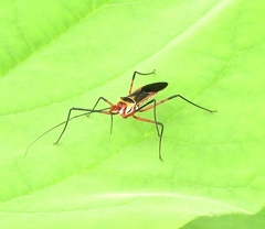 Zelus grassans