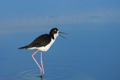 Himantopus mexicanus knudseni