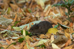 Microtus pennsylvanicus