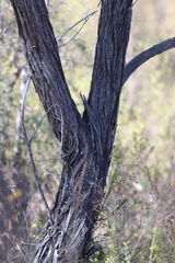 Acacia rhodoxylon